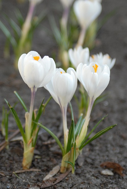 Free Flowers Plant photo and picture