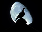 dove, moon, night