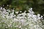 flowers, nature, forest