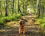 birch, avenue, birch avenue