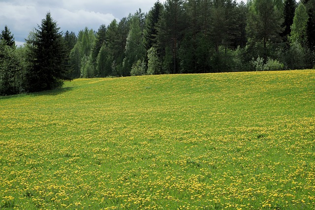 Free Dandelion Field photo and picture