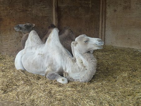 Cămilă, Hambar, Animal