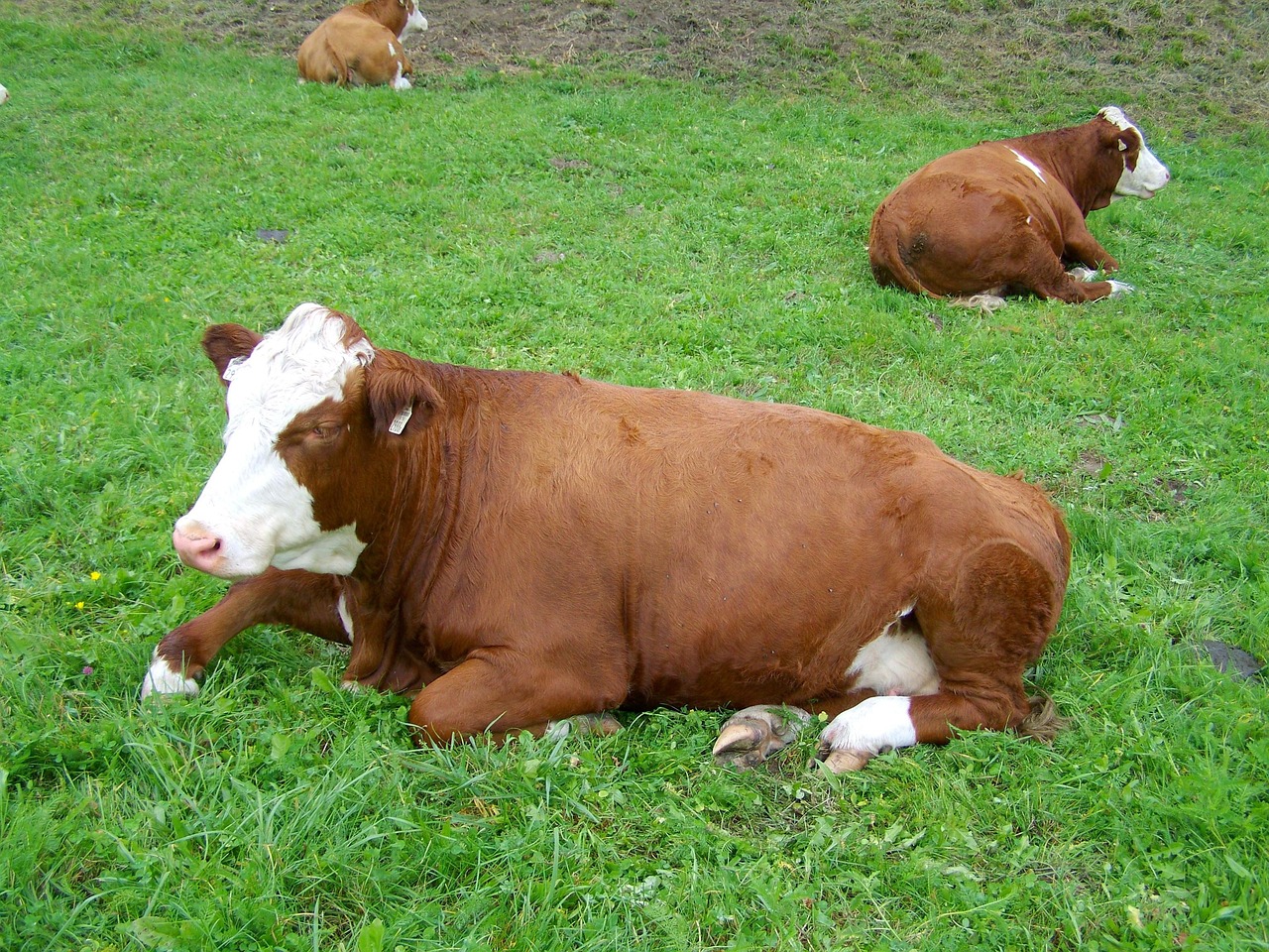 Vaca Marrón Y Blanca Regurgitar - Foto gratis en Pixabay - Pixabay
