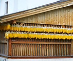 fodder corn, yellow tubes, agricultural plant