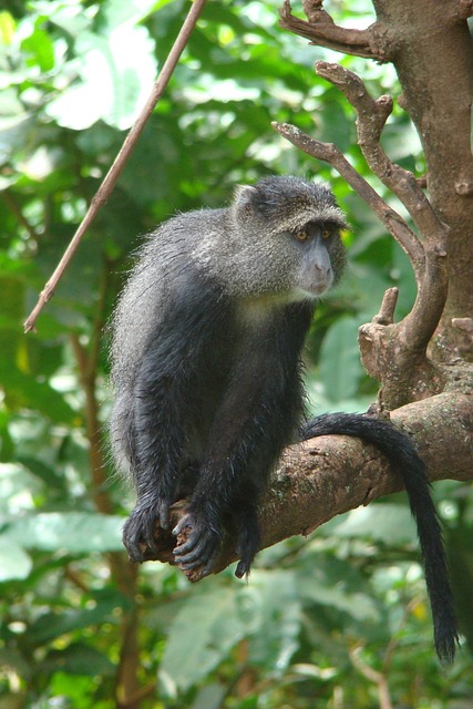 Free Ape Tanzania photo and picture