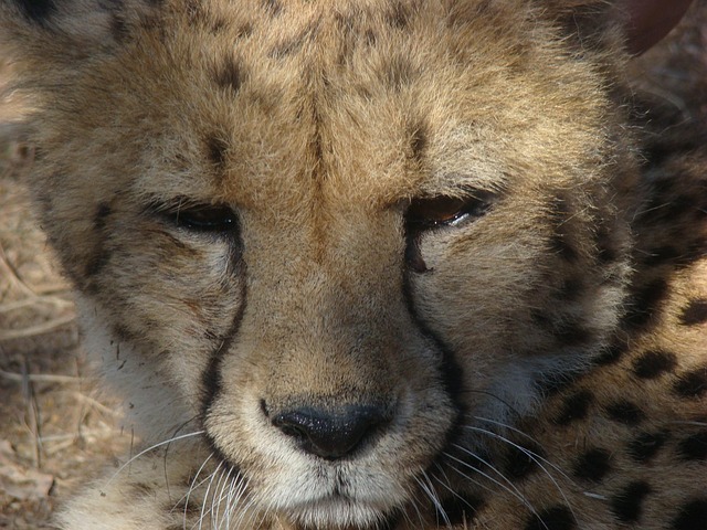 Free Leopard South Africa photo and picture