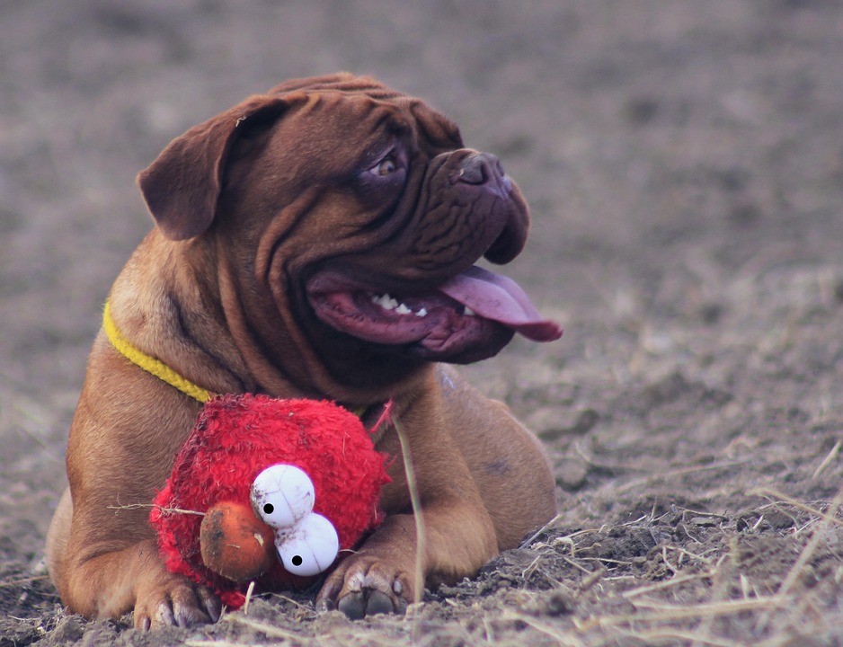 Burdeos, Mastín, Perro, Mastines, Animal, Francés