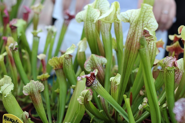 Free Insectivores Botanist photo and picture