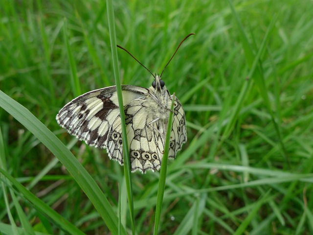 Free Butterfly Insect photo and picture