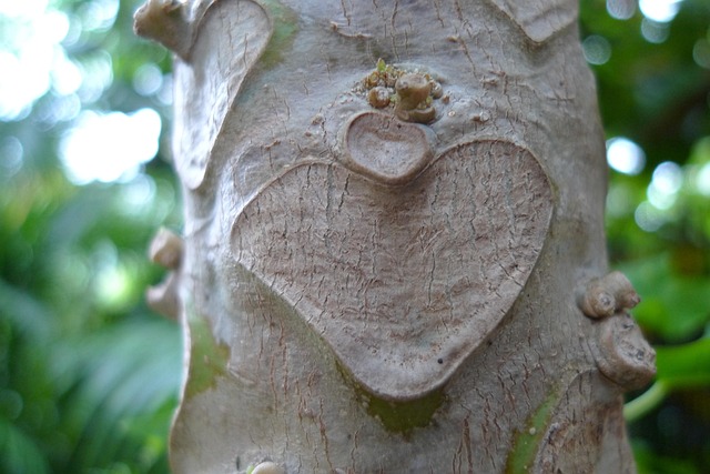 Free Heart Bark photo and picture