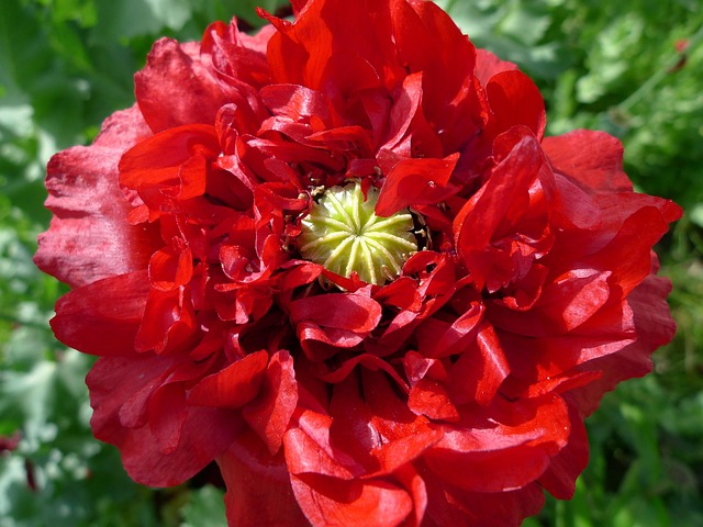 Free Poppy Flower photo and picture