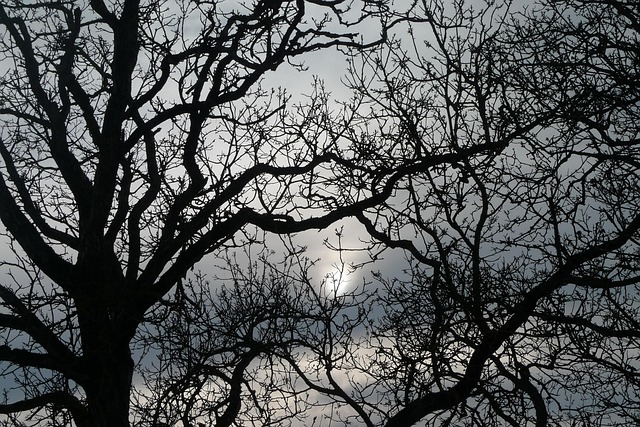 Free Branches Trees photo and picture