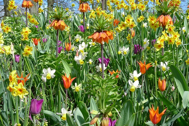 Free Tulips Flower photo and picture