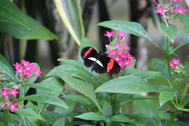 Schmetterling, Schwarz, Falter, Insekt
