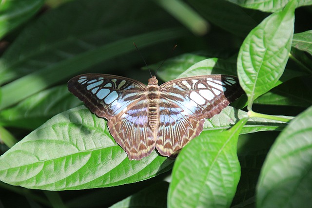 Schmetterling, Falter, Insekt