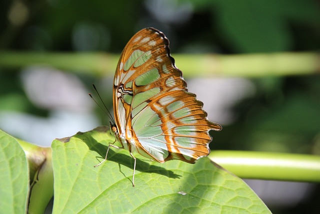 Schmetterling, Falter, Insekt