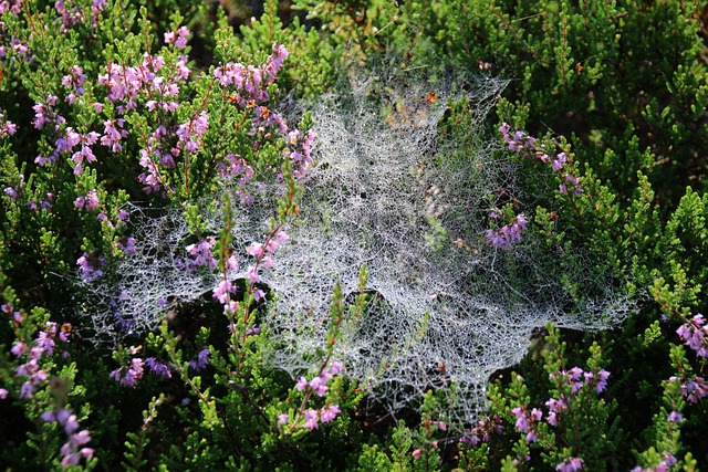 Spinnennetz, Tau, Herbst, Feucht