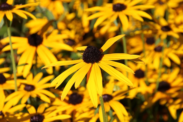 Blumen, Blumen Hintergrund, Blumentapete