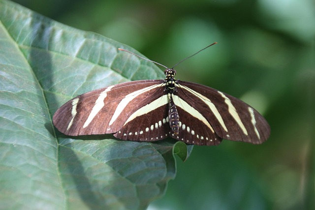 Schmetterling, Falter, Insekt