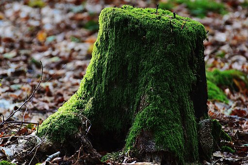 Baumstumpf, Moos, Holz, Wald, Grün