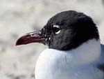 seagull, bird, beak