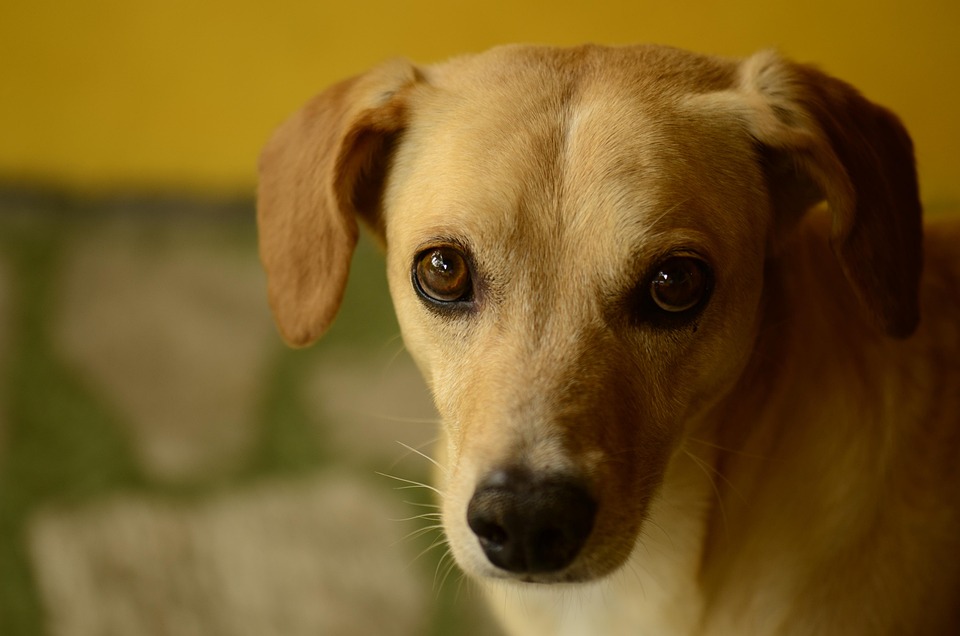 犬 ポーズ ハーフシャドウ Pixabayの無料写真