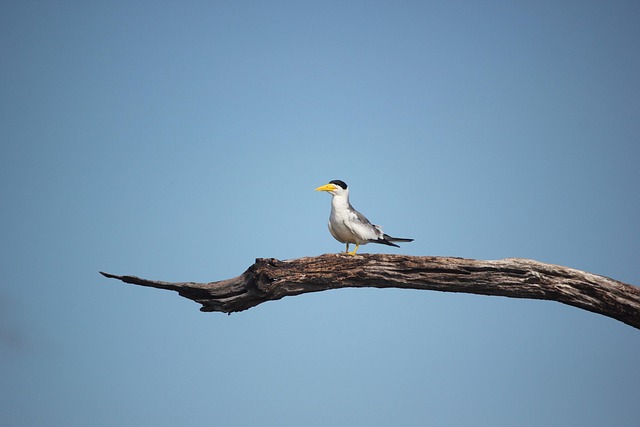 Free Bird Blue Sky photo and picture