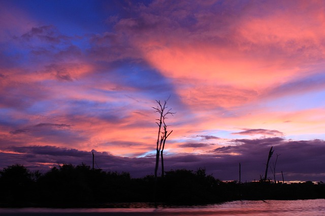 Free Darling Tree photo and picture