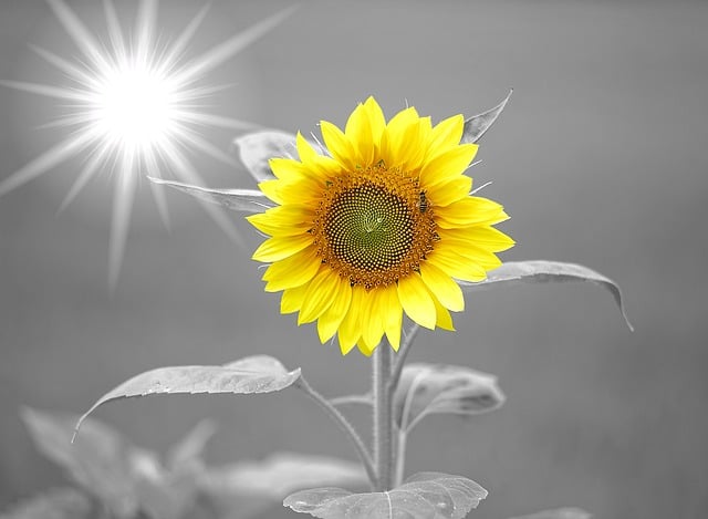 Download free HD stock image of Sunflower Nature Free sunflower nature sunshine illustration