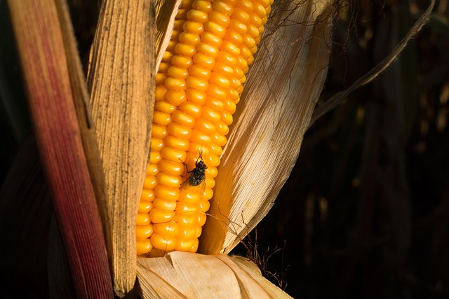 Free Corn On The Cob Corn photo and picture