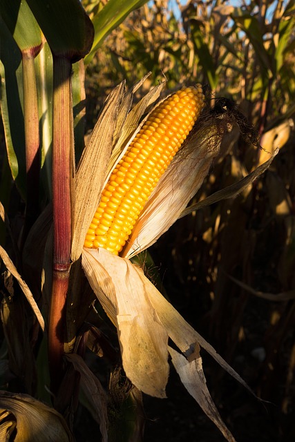 Free Cornfield Corn On The Cob photo and picture