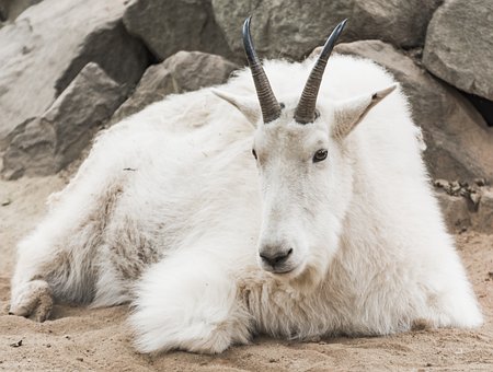 Cabra Montés, Zoológico, Blanco, Pieles