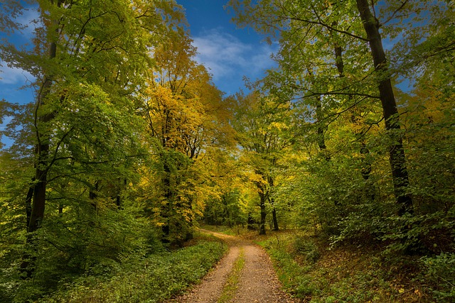 Free Forest Fall photo and picture