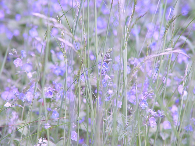 Free Meadow Flower photo and picture