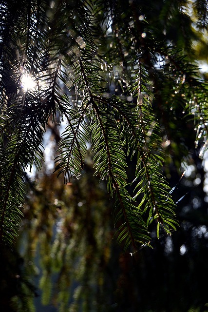 Free Sunlight Needles photo and picture