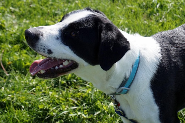 Free Dog Fall photo and picture