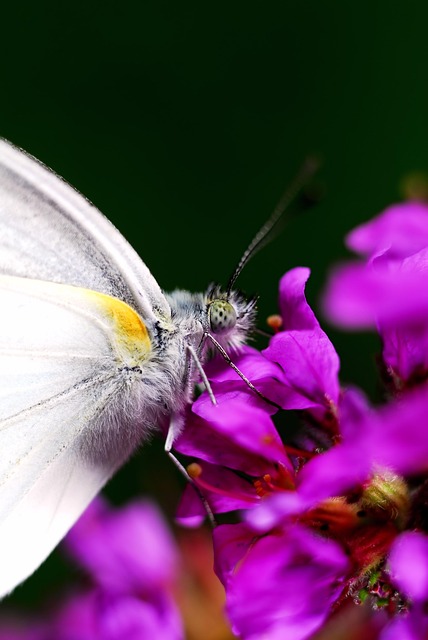 Free Butterfly Nature photo and picture