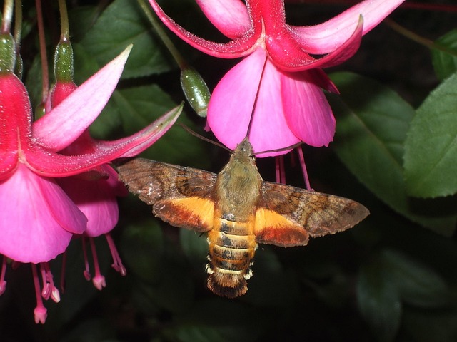 Free Hummingbird Hawk-Moth photo and picture