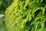woodbine, hedge, nature