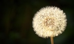dandelion, close, seeds