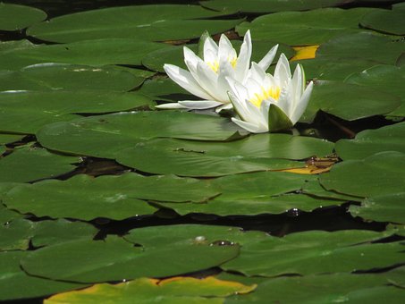 Lirio De Agua, Blanco, Flor, Naturaleza