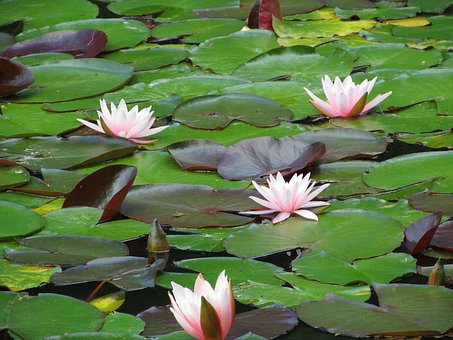Nenúfares, Rosado, Flor, Naturaleza
