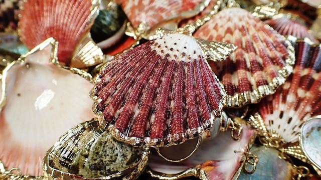 Conchas Do Mar, Joalheria, Mar, Concha