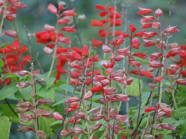 Free Flowers Flower photo and picture