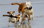 dogs, beach, play
