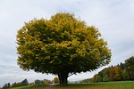 tree, meadow, autumn