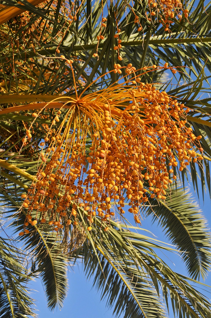 100+ Free Date Palm & Dates Images - Pixabay