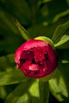 blooming peony, first stages, red