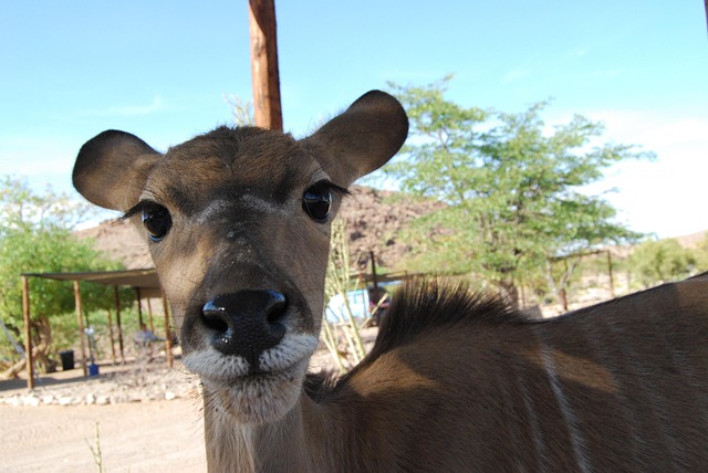 Free Kudu Eyes photo and picture