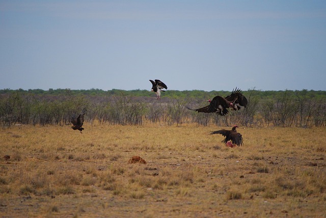Free Vulture Battle photo and picture